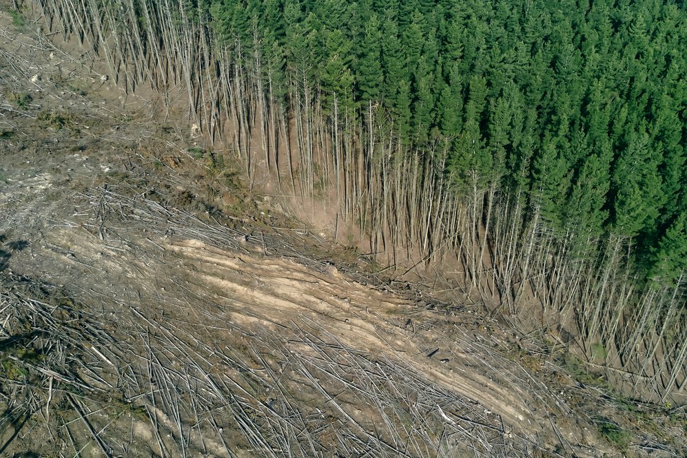deforestation: Intensive farming of cleared land could save rest of  the rainforest